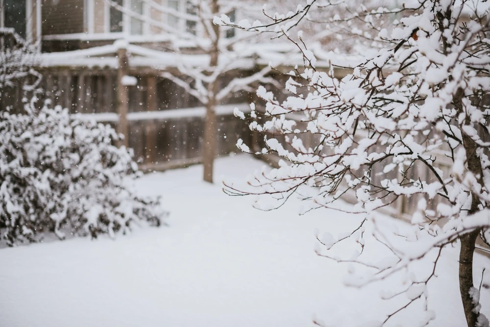Snow in the backyard
