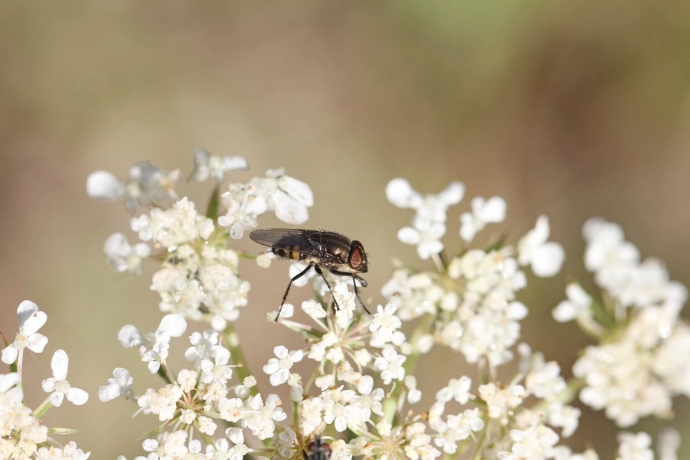 fly on flowers