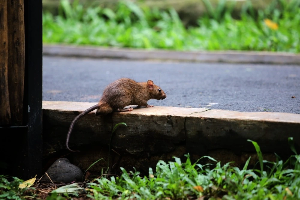 Rat on a ledge