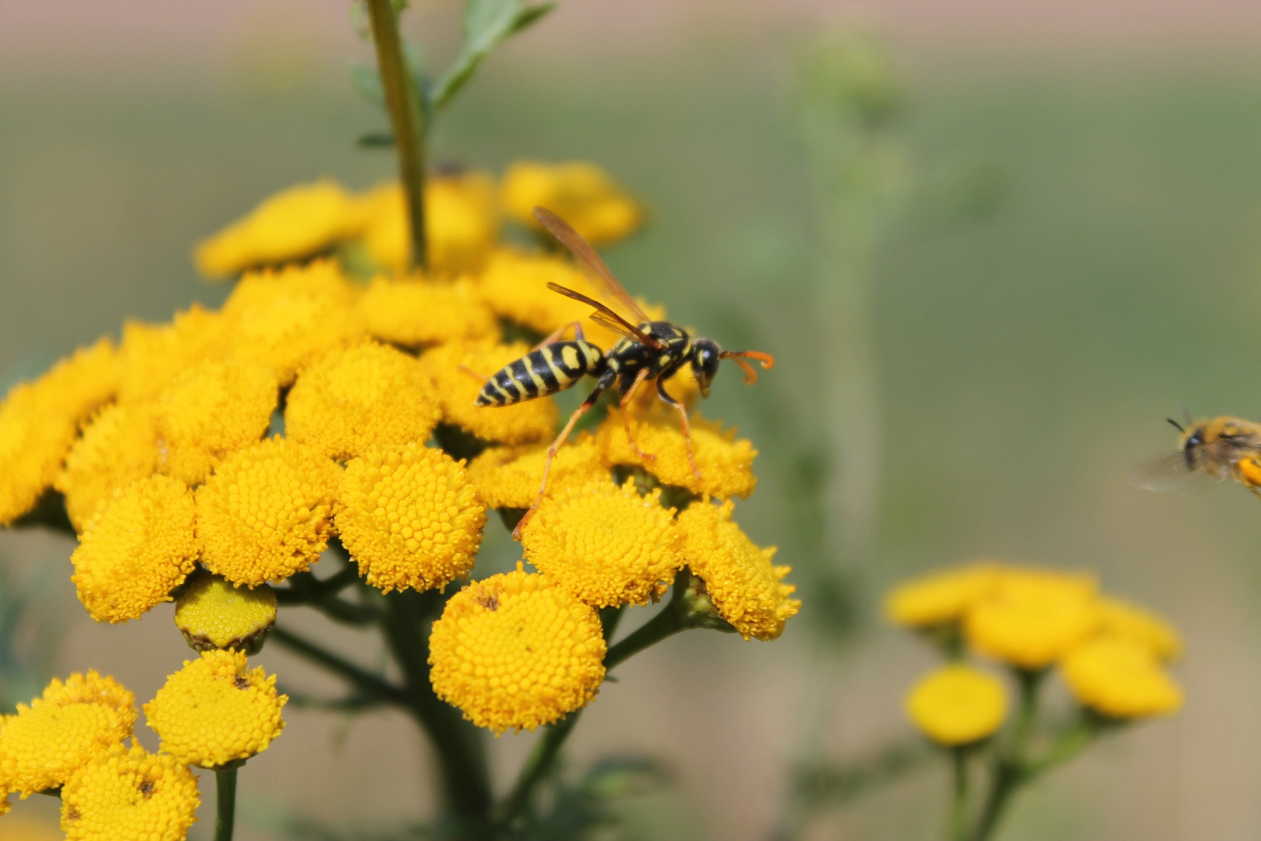 Wasp sitting on a flower.