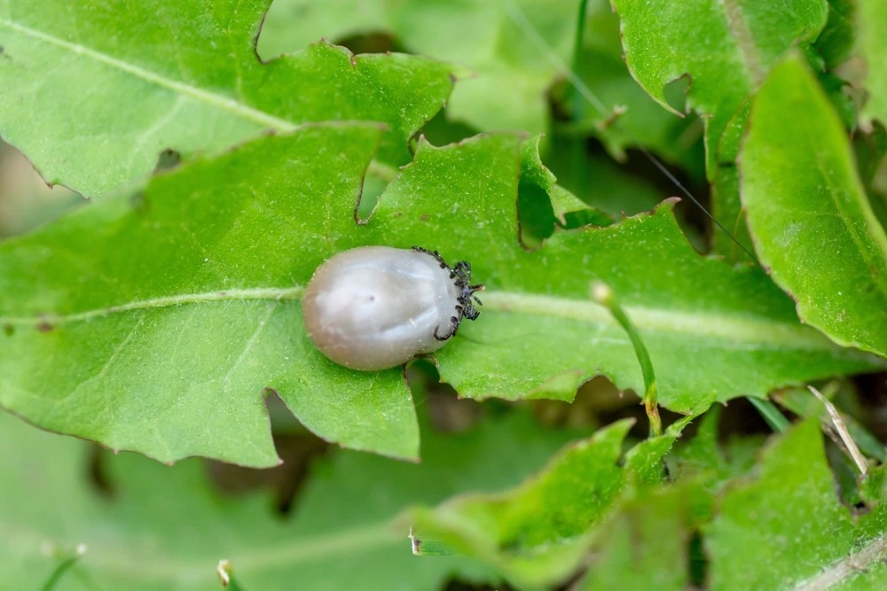 White tick on a leaf
