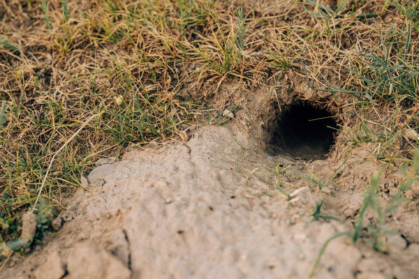 Rat burrow found in yard.