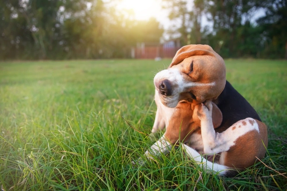 Dog scratching on the yard