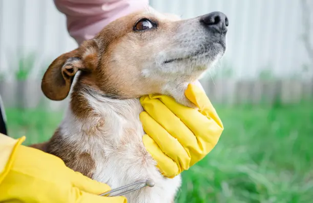 Owner removing tick from dog’s chest in yard while wearing yellow gloves