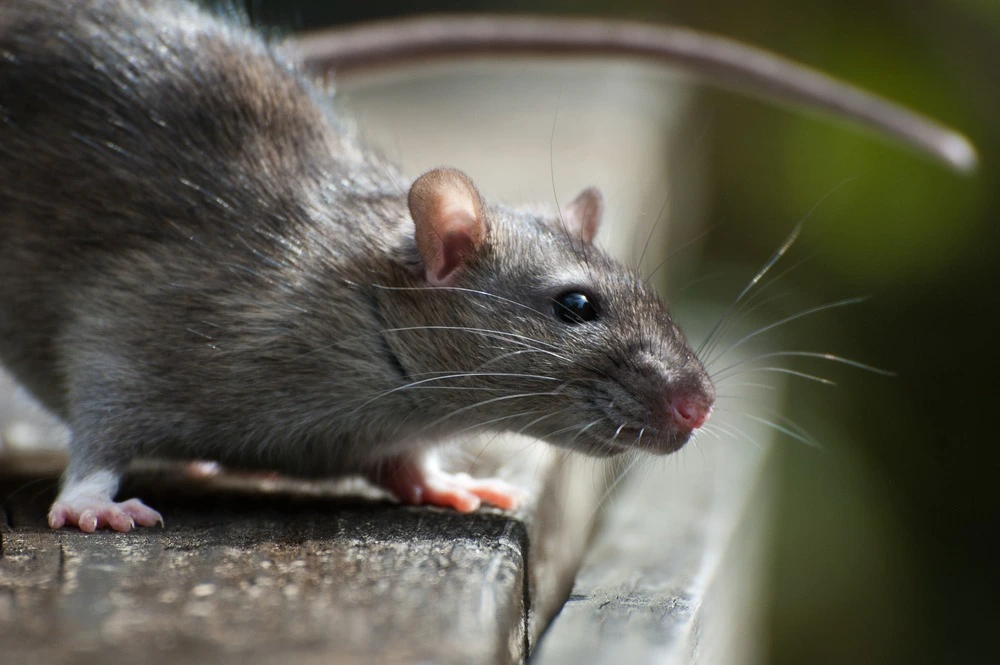 Picture of a brown rat.