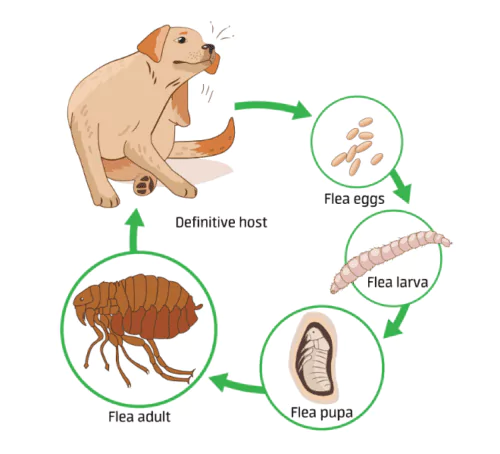 Lifecycle of a flea.