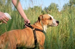 an owner spraying their dog with a natural tick repellent formula before going for an outdoor walk