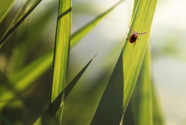  Large brown tick in backyard sitting on a blade of grass