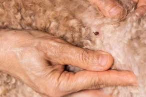 owner checking their dog's fur for ticks.