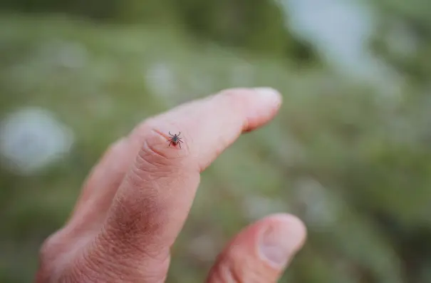 Tick on index finger in backyard