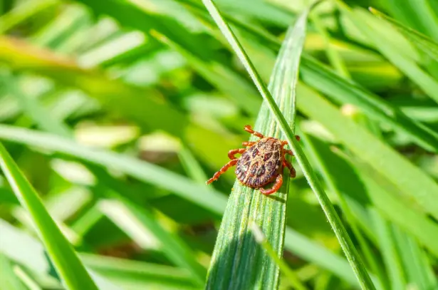 TIck in the backyard on a blade of grass 