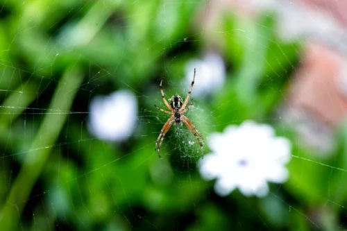 Wolf spider on a web.