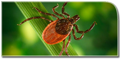 Post of Lyme Disease Awareness Month