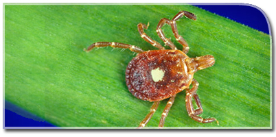 Post of Scientists Discover New Tick Borne Virus