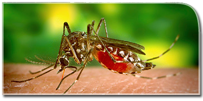 Post of Yellow Fever and Dengue Fever Scares in the United States