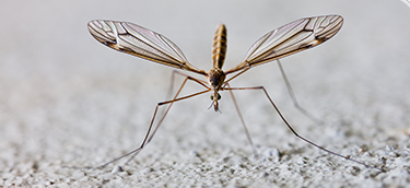 Crane Fly vs. Mosquito Hawk: What’s The Difference?