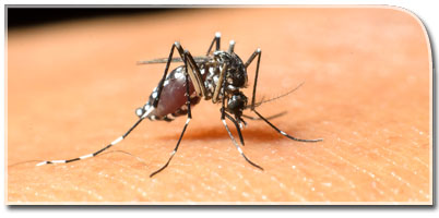 What to know about Chikungunya and West Nile virus this month