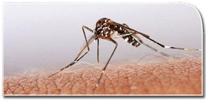 Chikungunya: An Update
