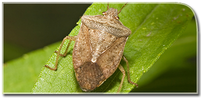 The Smelly Truth about Stink Bugs