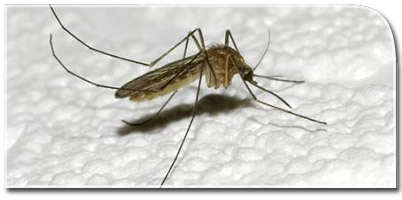 Does Snow Create More Mosquitoes?