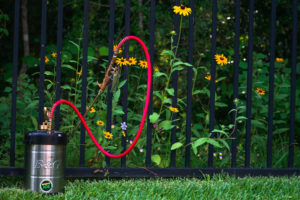 Hand Sprayer, in front of metal gate that has yellow flowers behind it.
