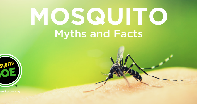 Mosquito Myths and Facts| Mosquito Joe