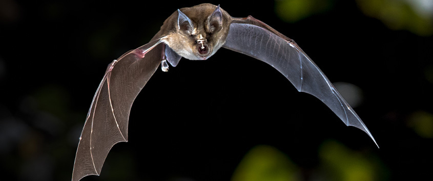 A bat flying in the air with mouth open