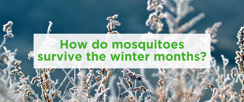 How Do Mosquitoes Survive Winter