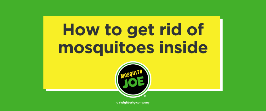 How to Get Rid of Mosquitoes Inside
