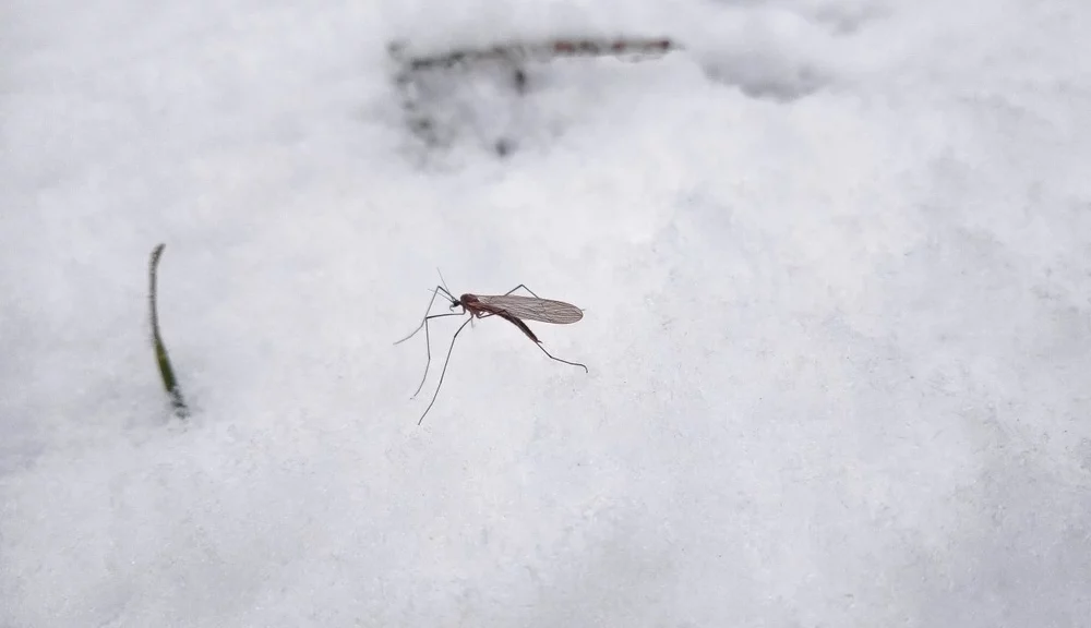 Mosquito on snow