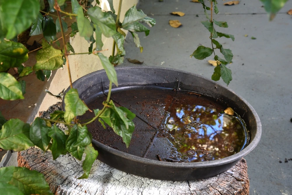 Pool of standing water in pot outside 