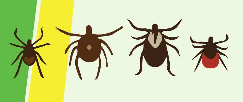 Do All Ticks Carry Lyme Disease?