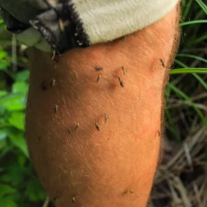 Close up of mans leg with several mosquitos.