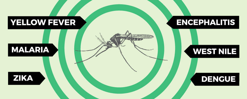 What Diseases Do Mosquitoes Carry