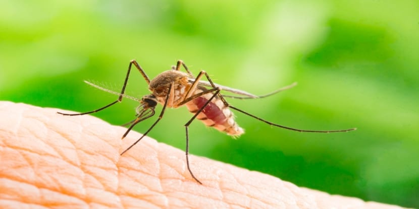 Post of New Species of Mosquito Brings a New Threat