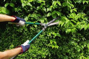 Man trimming shrubs with garden clippers. 