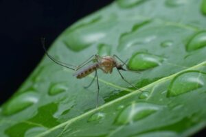 Mosquito on leaf with a drop of water