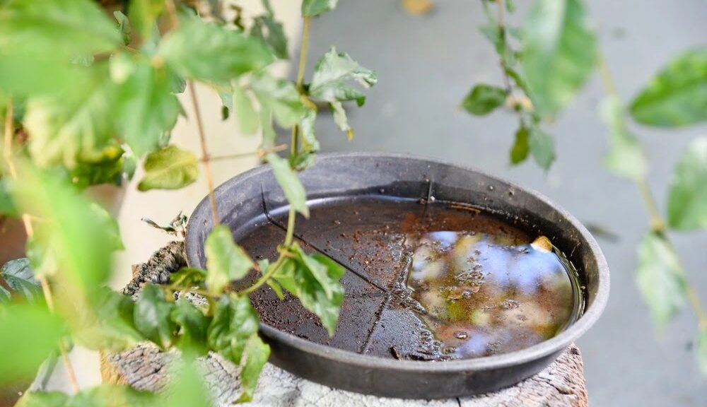 How to Get Rid of Mosquito Larvae in Water