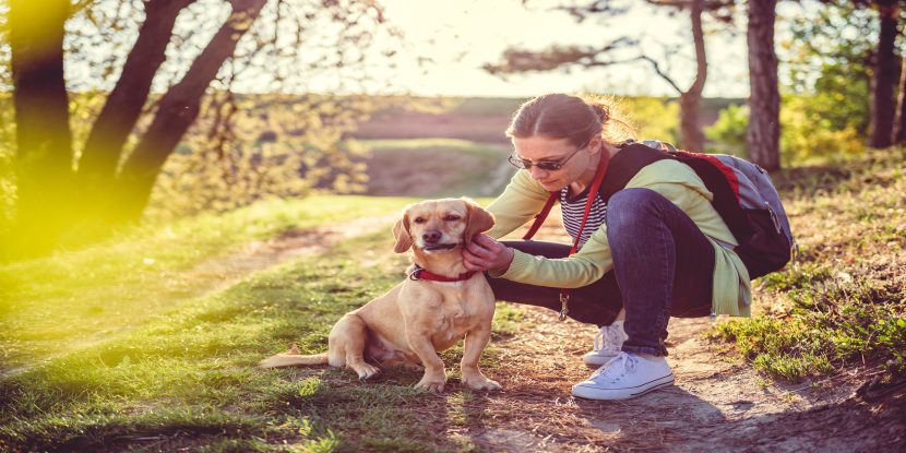 Post of Think Your Pet Has Lyme Disease? Here’s What To Do