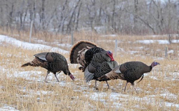 do-turkeys-eat-ticks-if-so-how-many