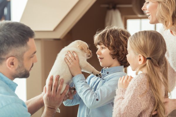 Post of How to Prepare Your Home for a New Puppy