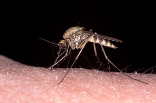 Post of Get to Know the Female Mosquito: Facts and FAQs