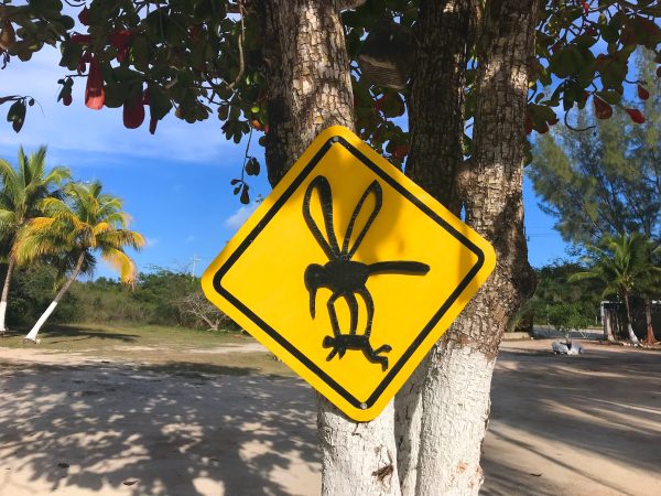 Road sign showing a mosquito on a tree