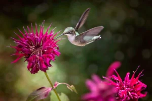 Hummingbird Flight Feeding On Bee Balm
