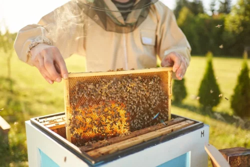  Beekeeper removing a honeycomb from a beehive 