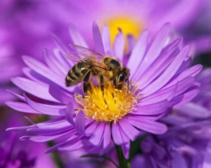 Honeybee on purple apis mellifera flower