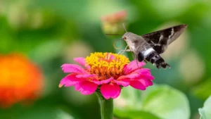 moth feeding on a pink flower