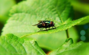 Fly resting on the leaf of a plant.