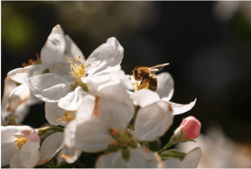 bees landing on a white flower