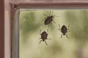 Stink Bugs On Window Glass Surface
